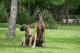 DOGUE ALLEMAND 861